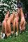 Cliquez ici pour voir l'image (xqx0848.jpg)